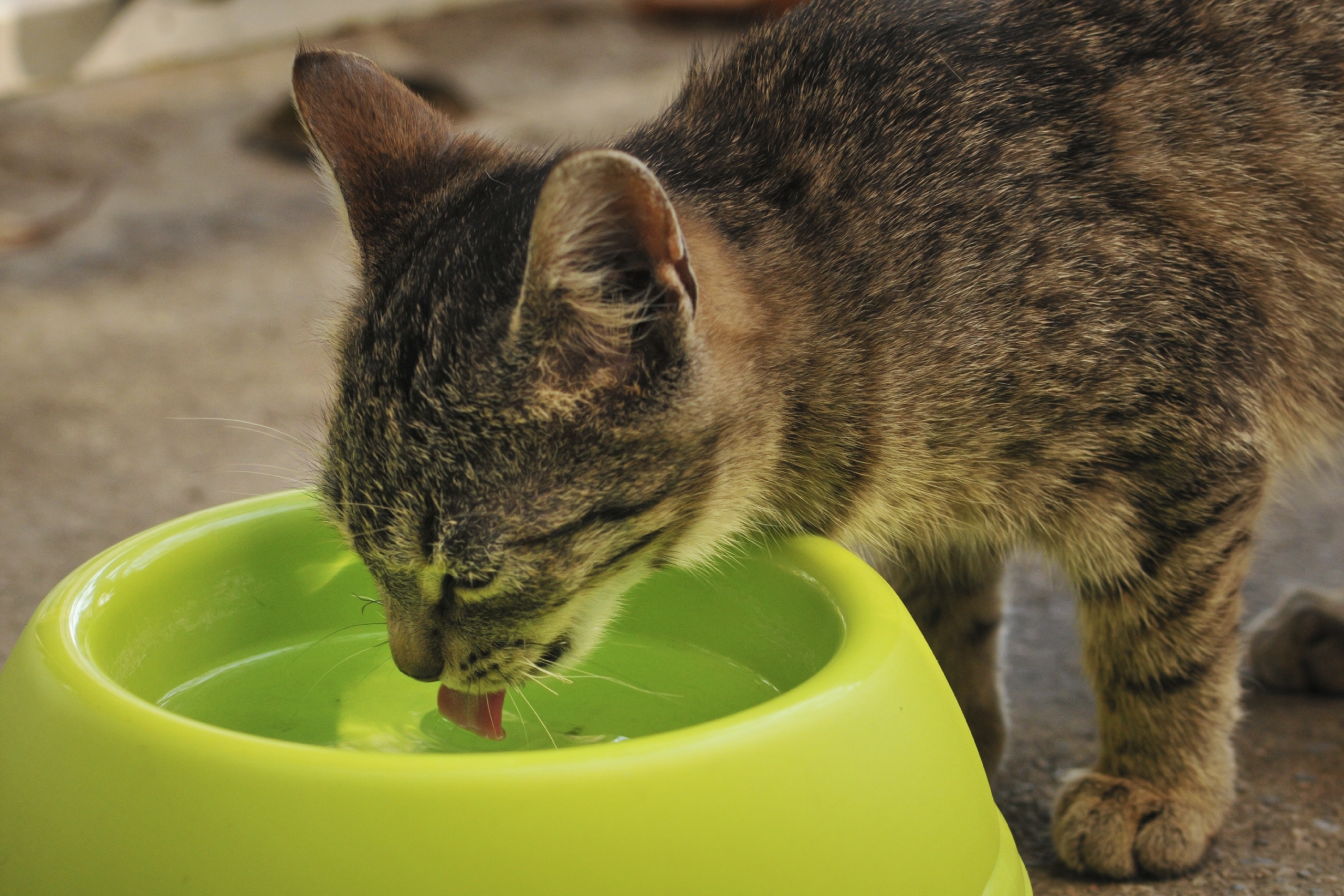 Mon Chat Boite Douleur A La Patte Chez Le Chat Claudication Du Chat Doctissimo