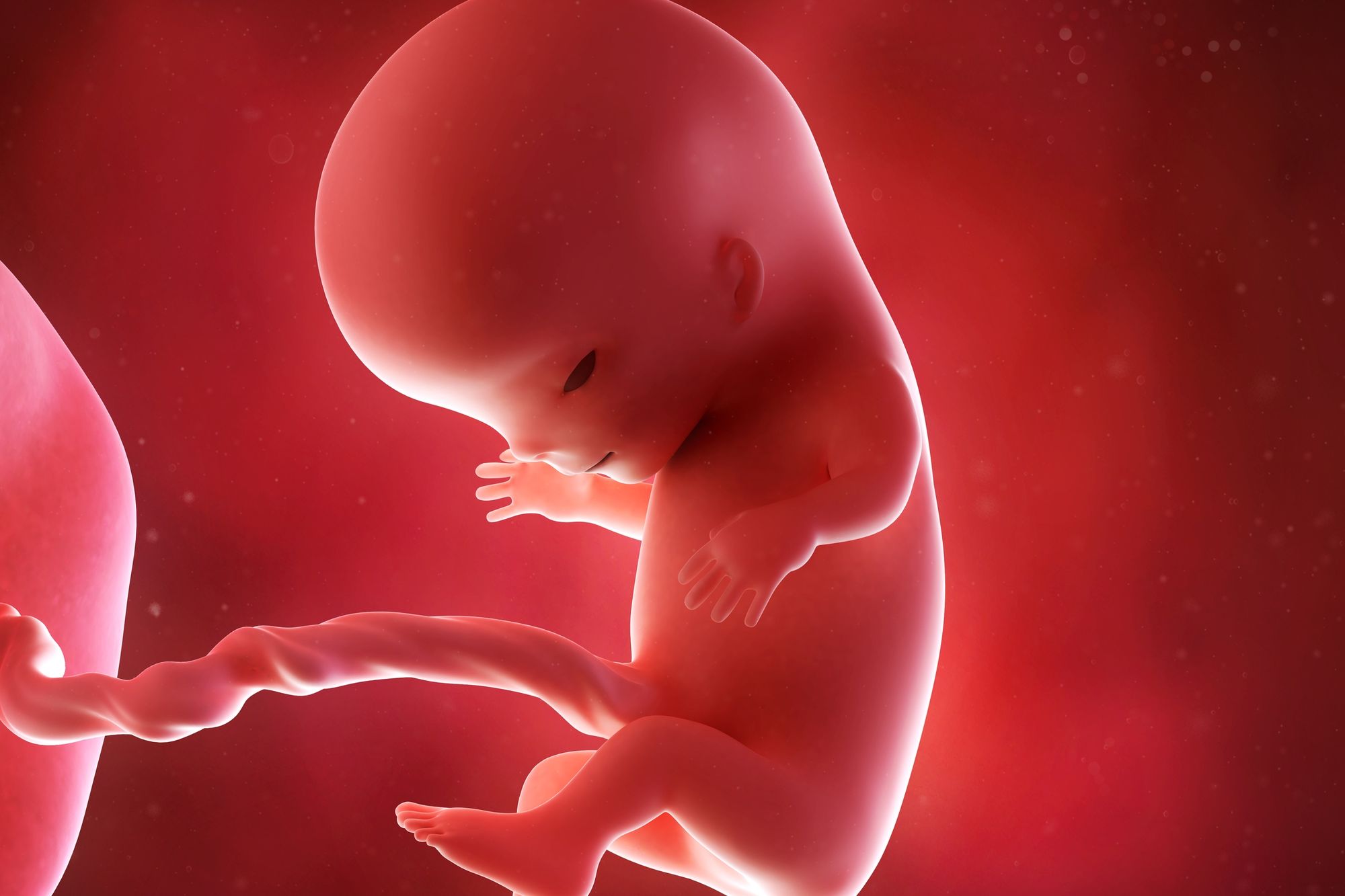 2 Mois De Grossesse Pour Bebe Evolution De L Embryon A 2 Mois Doctissimo